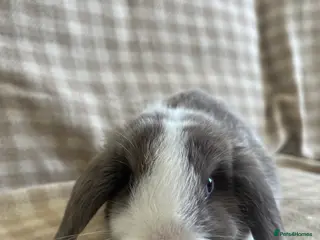 Mini Lop rabbits Gorgeous mini lops stunning colours - Advert 19