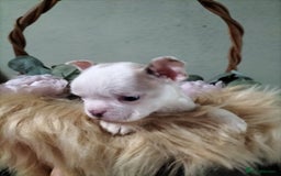 Boston Terrier dogs for sale: Rare Merle Champagne Boston Terriers - Image 6