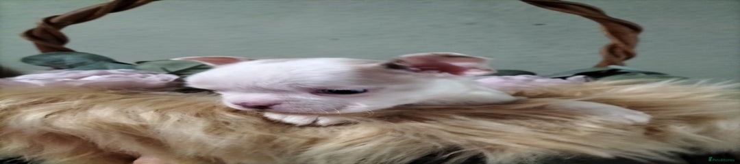 Boston Terrier Puppy 2