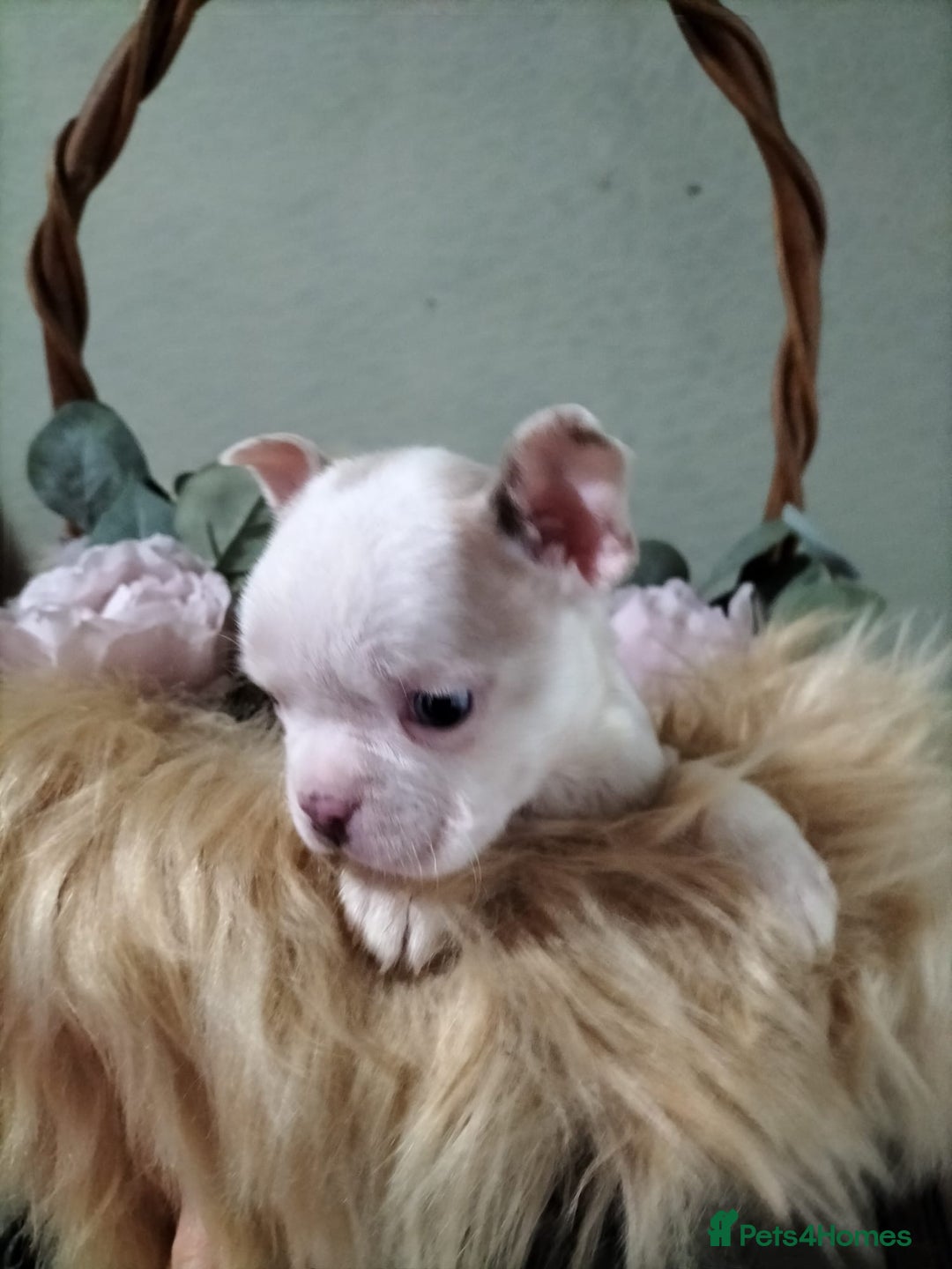 Boston Terrier dogs for sale: Rare Merle Champagne Boston Terriers - Image 6