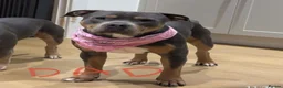 Staffordshire Bull Terrier dogs for sale:  Staffordshire bull terrier Gold unice (stuffy) - Advert 15