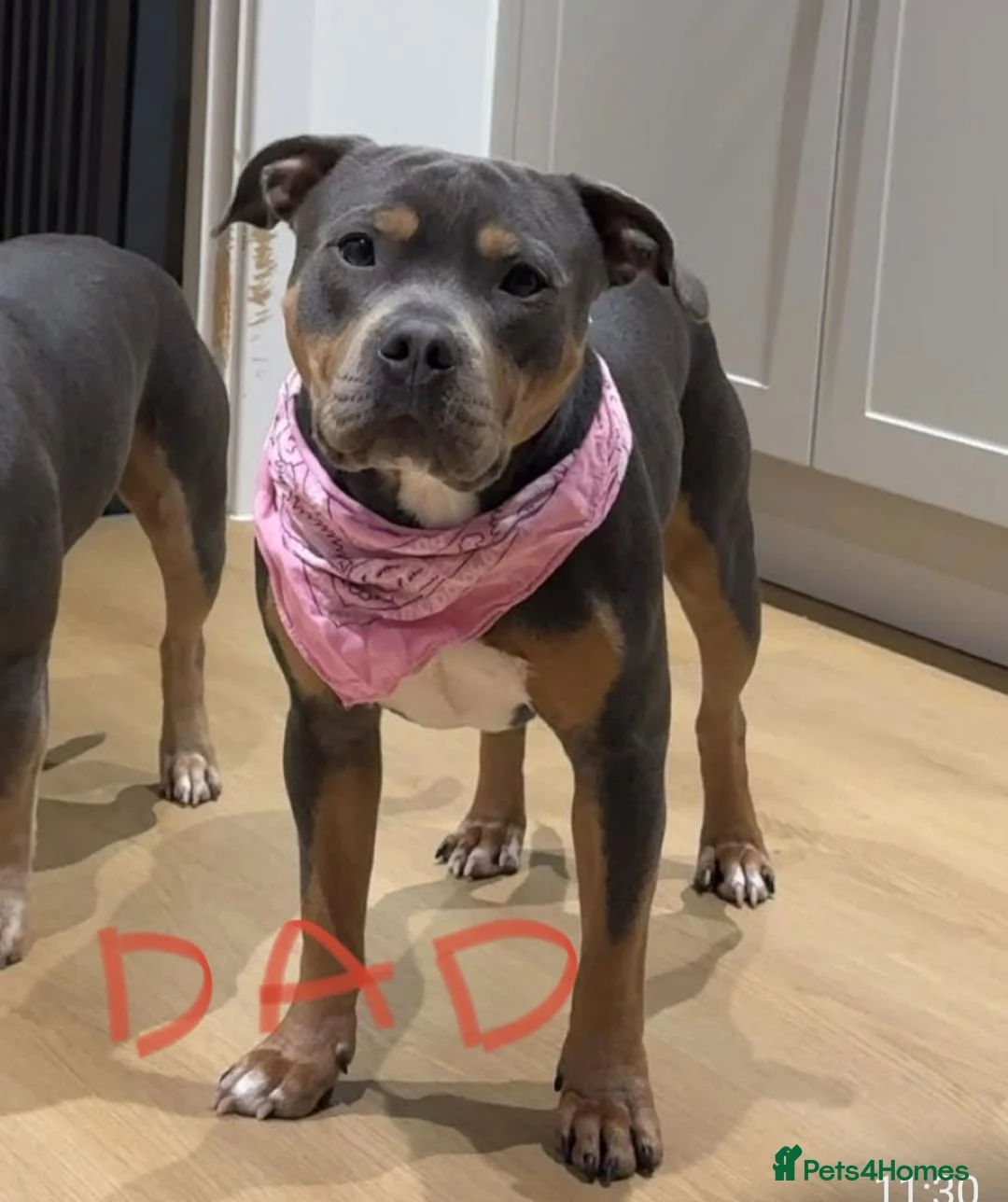 Staffordshire Bull Terrier dogs for sale:  Staffordshire bull terrier Gold unice (stuffy) - Advert 15