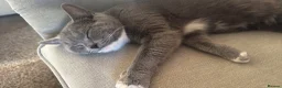 Mixed Breed cats for sale: British short hair X Tabby Kittens - Advert 25