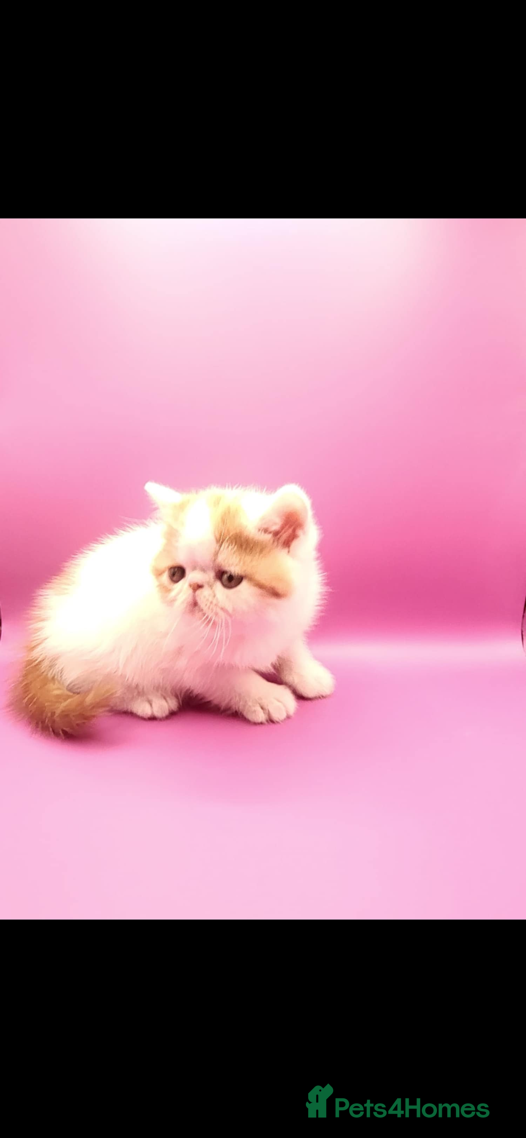 Exotic cats for sale: Exotic kittens  - Advert 5