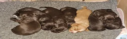 Cocker Spaniel dogs for sale: Working Cocker Spaniel Puppies  - Advert 10