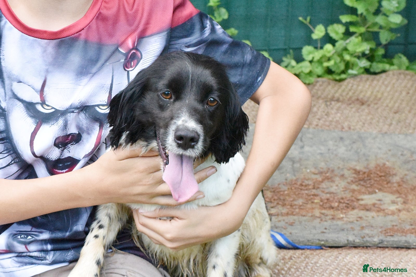 Brittany Spaniel dogs for adoption: Xira  in New Romney - Advert 8