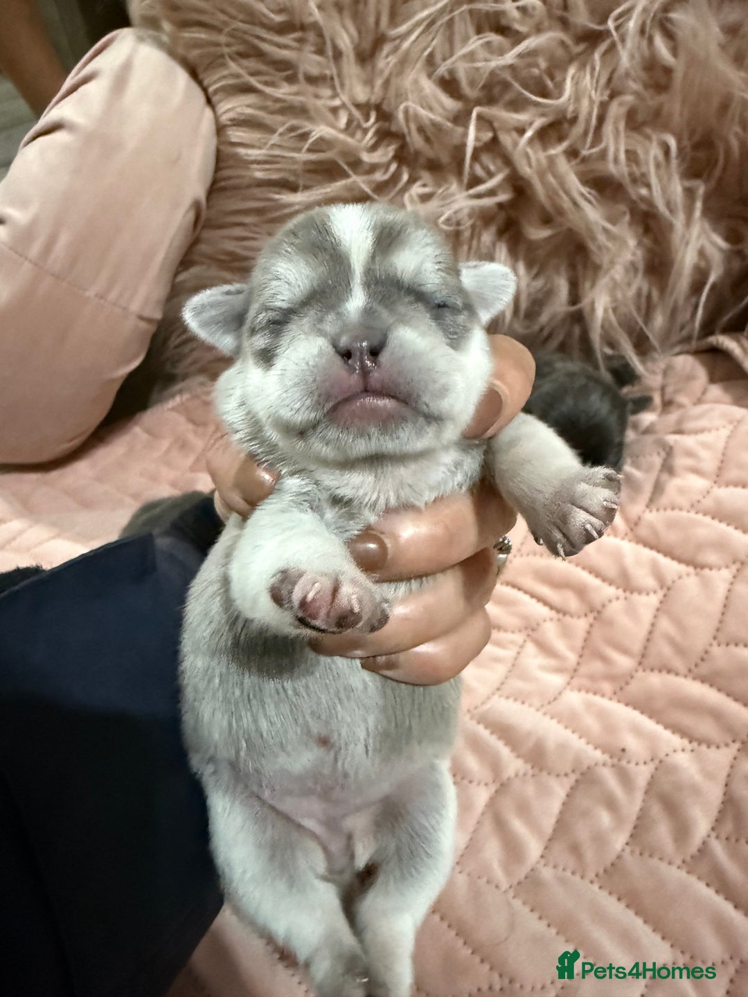 Pug dogs for sale: Rare coloured pug puppies available  - Advert 11