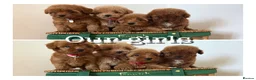 Cavapoo dogs for sale: Luxury small cavapoo - Advert 7