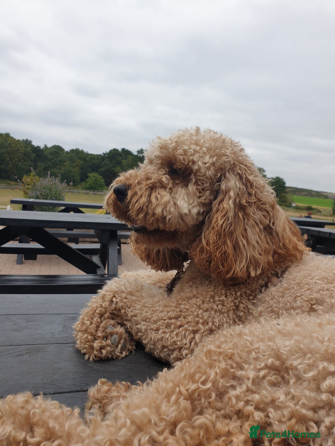 Miniature Poodle dogs for stud: Minature Poodle Stud Dog - Image 3