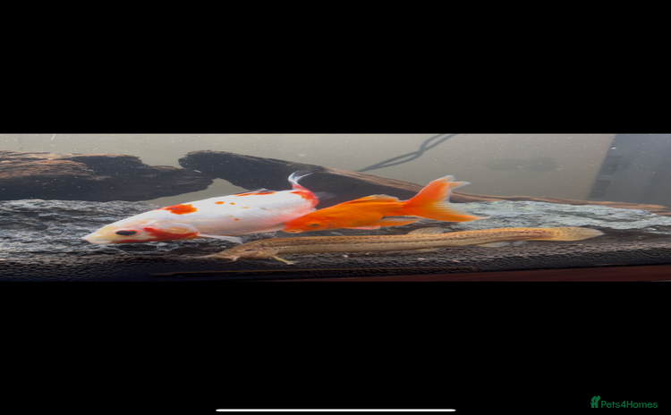 Goldfish fish 2 x goldfish 1x weather loach - Advert 1
