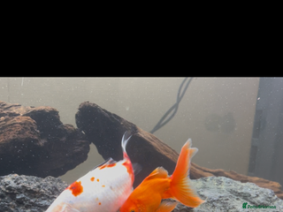 Goldfish fish for sale: 2 x goldfish 1x weather loach - Advert 1
