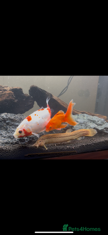 Goldfish fish 2 x goldfish 1x weather loach - Advert 1