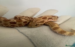 Snake reptiles for sale: Hognose snake and set up  - Image 8