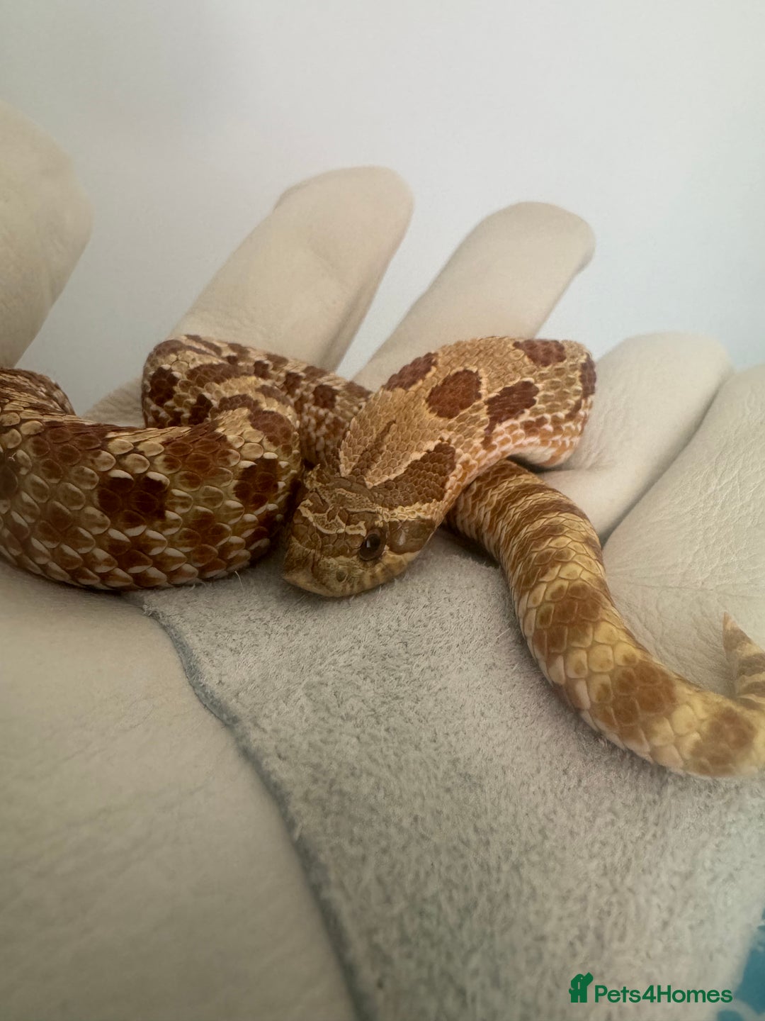 Snake reptiles for sale: Hognose snake and set up  - Image 8