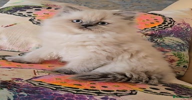 Persian cats - Advert 3