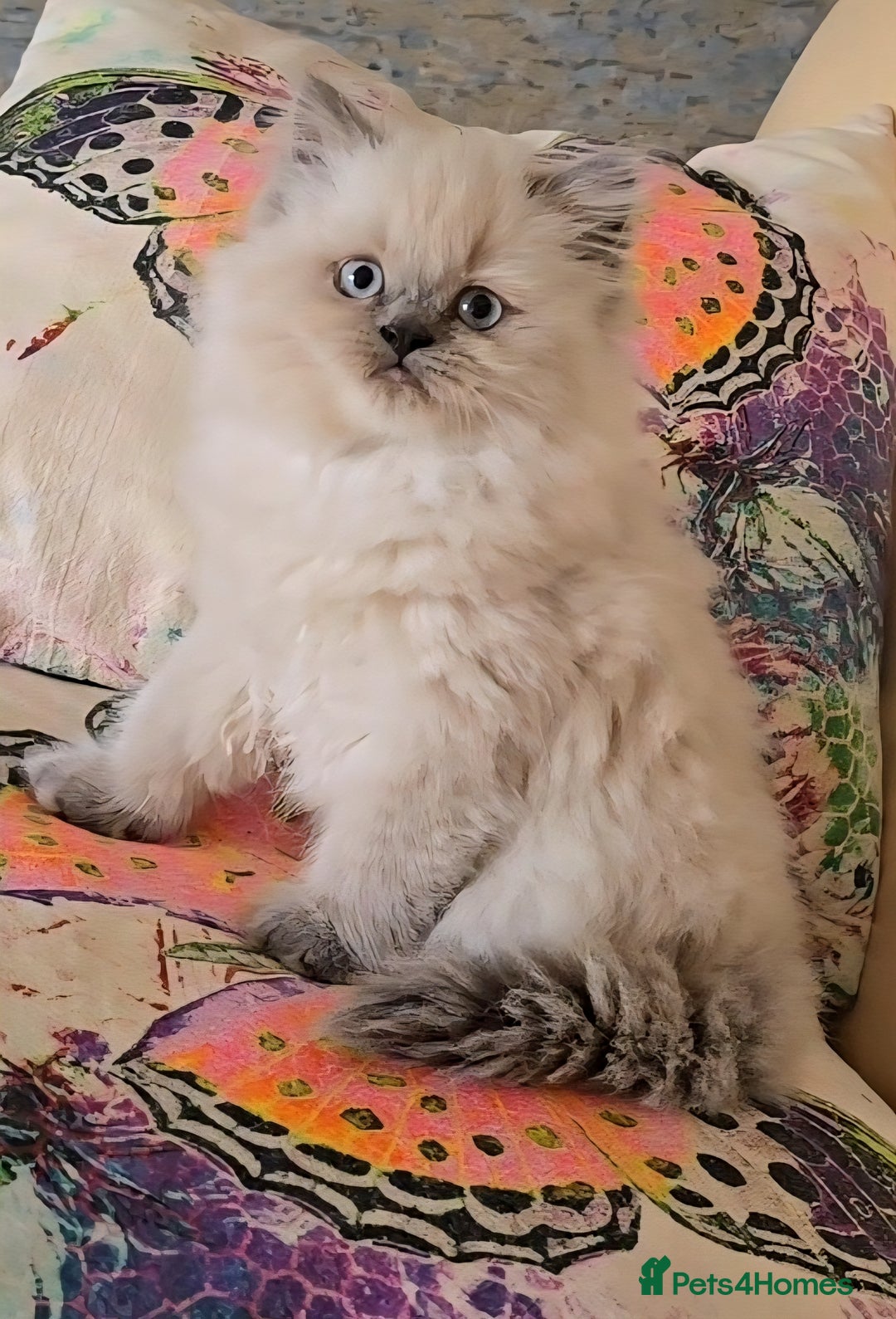 Persian cats for sale: Stunning Blue point female - Image 2