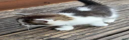 Mixed Breed cats for sale: Cute kittens for sale (NEED GONE ASAP) - Advert 7