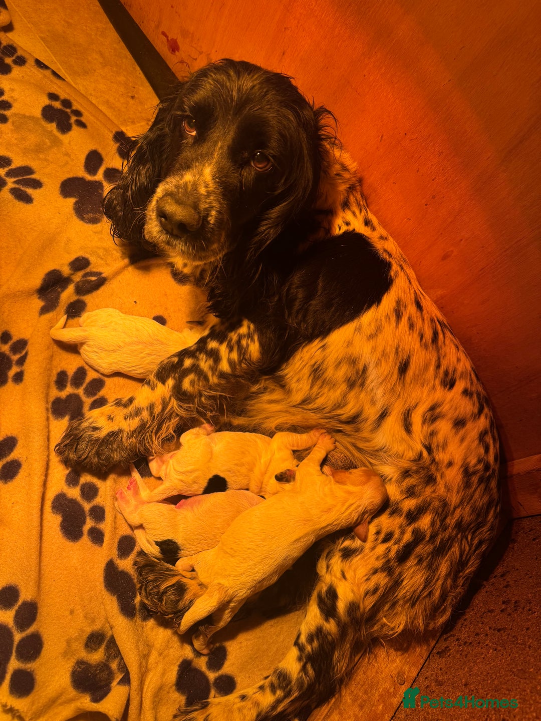 Cocker Spaniel dogs for sale: Cocker spaniel pups   - Advert 3