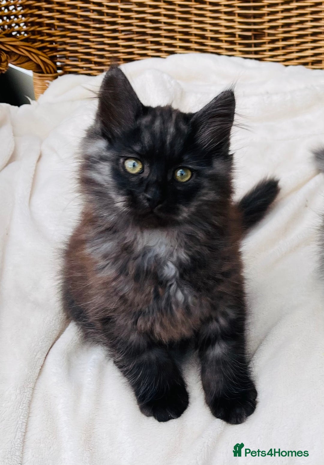 Siberian cats for sale: Fluffy, purebred, healthy Siberians come available - Advert 8