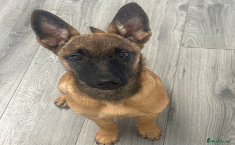 Belgian Shepherd Dog dogs - Advert 8