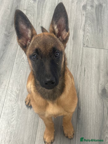 Belgian Shepherd Dog dogs - Advert 8