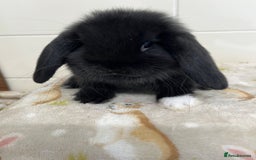 Mini Lop rabbits for sale: BEAUTIFUL MINI LOP BABIES READY NOW  - Image 5