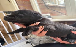 Labrador Retriever dogs for sale: Labrador puppies - Ready Now  - Image 30
