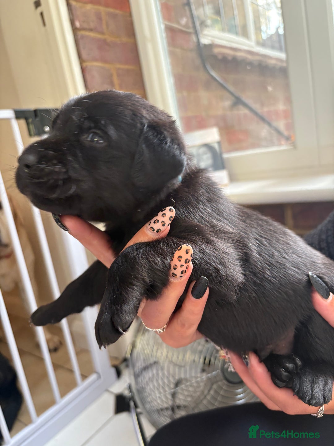 Labrador Retriever dogs for sale: Labrador puppies - Ready Now  - Image 30
