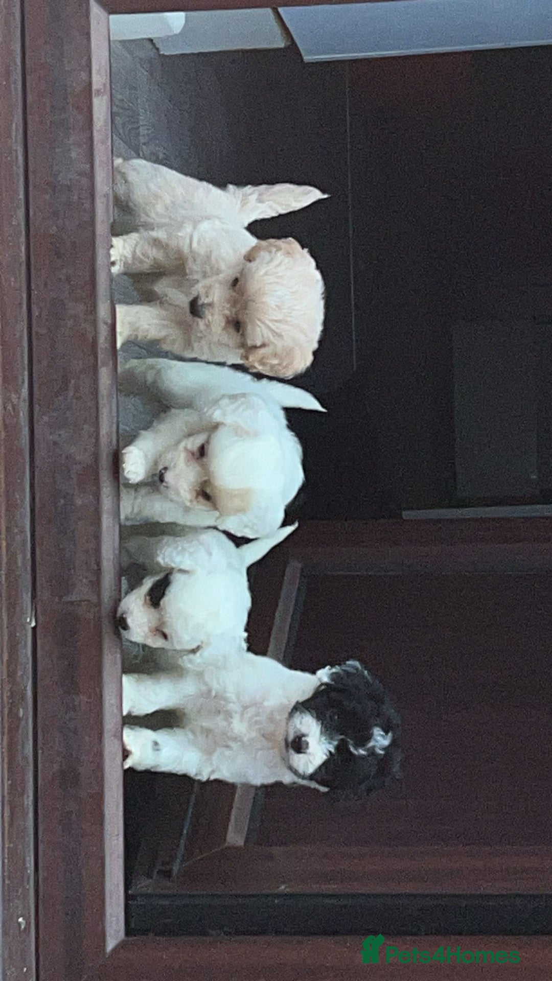 Mixed Breed dogs for sale: READY HALLOWEEN Stunning ShihpooXSproodle puppies - Image 12