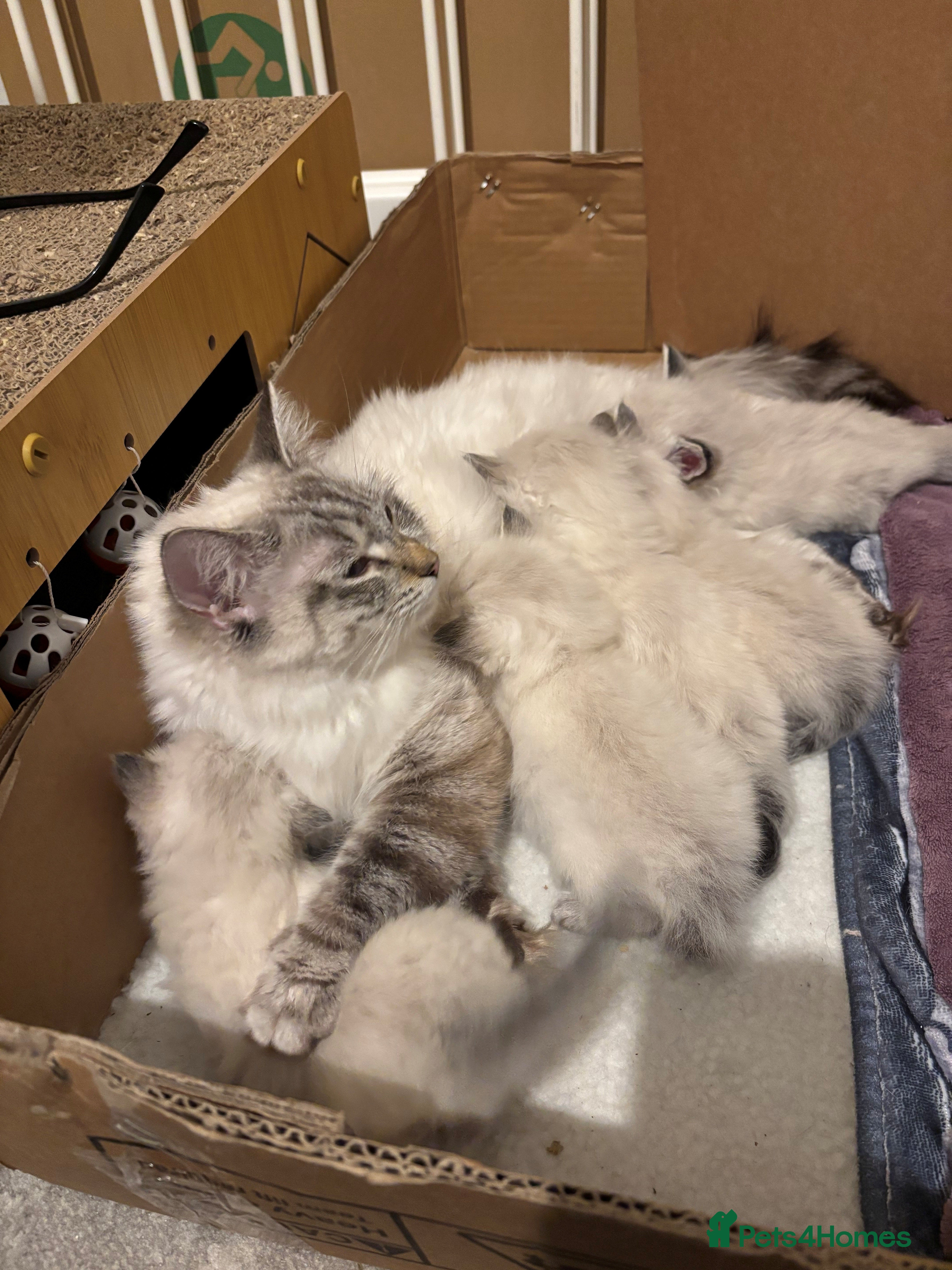 Ragdoll cats ✨Ragdoll Kittens for Sale - Advert 1