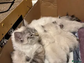 Ragdoll cats ✨Ragdoll Kittens for Sale - Advert 1