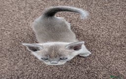 Burmese cats for sale: 5 bouncing beautiful Burmese boys - Image 10