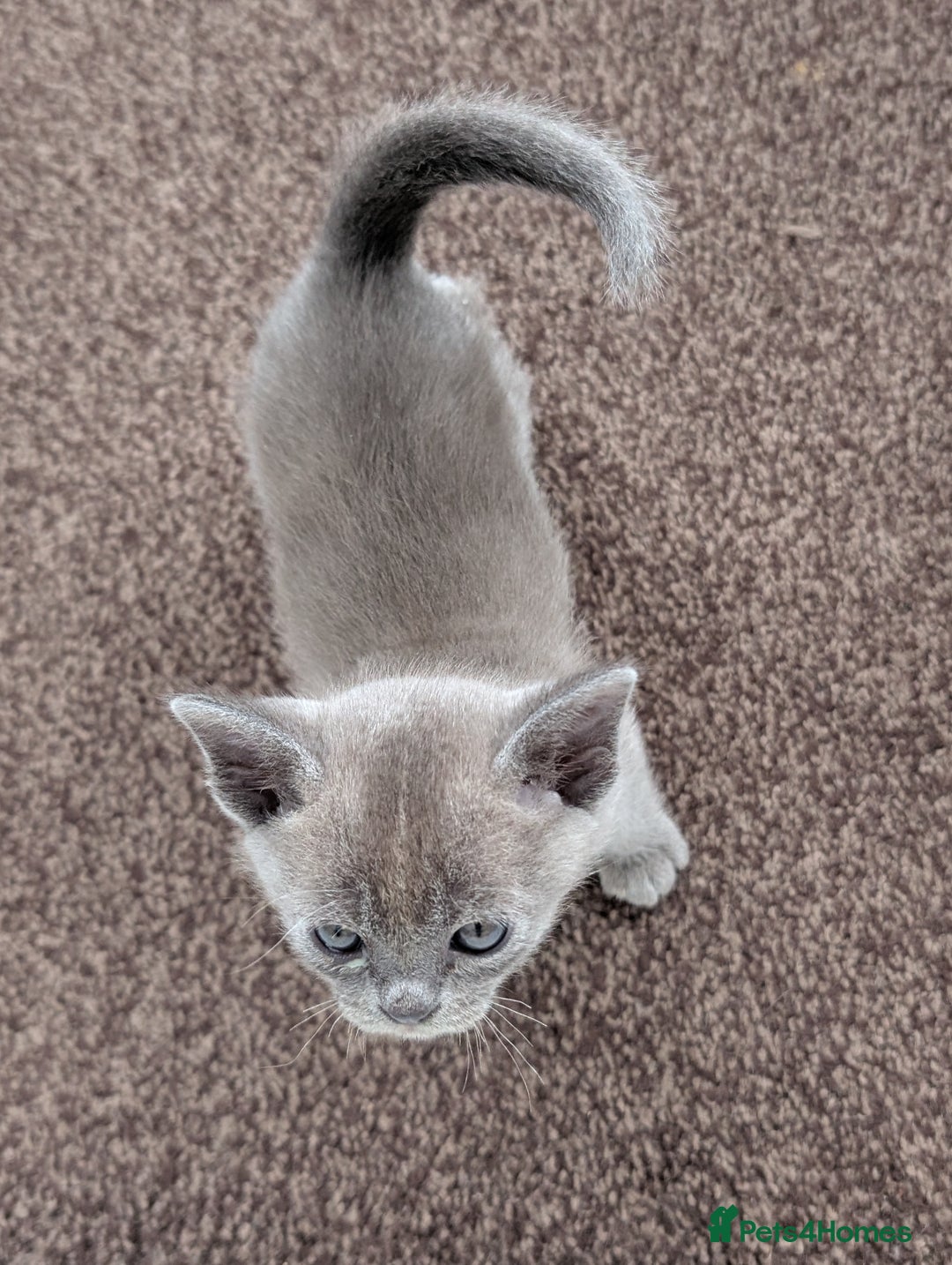 Burmese cats for sale: 5 bouncing beautiful Burmese boys - Image 10