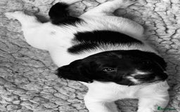 Sprocker dogs for sale: Sprocker Spaniel Puppies - Image 36