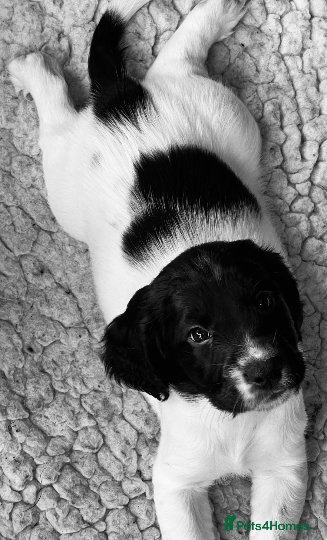Sprocker dogs for sale: Sprocker Spaniel Puppies - Image 36
