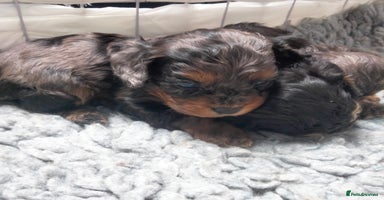 Cavapoo dogs - Advert 2