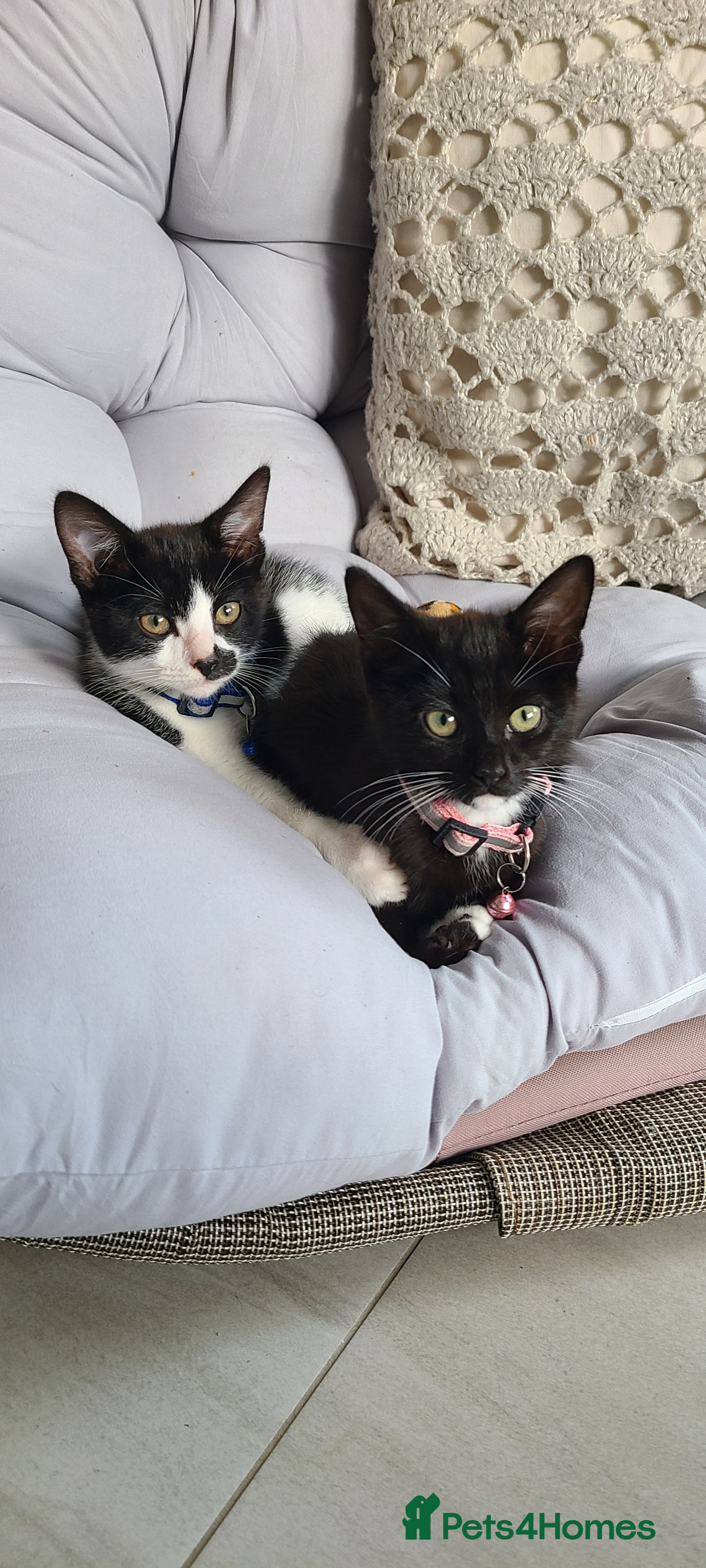 Domestic Shorthair cats Friendly, cute kittens ready for new homes - Advert 14