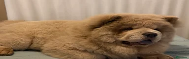 Chow Chow 1