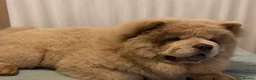 Chow Chow dogs for sale: Miss Alianah in Southampton - Advert 5