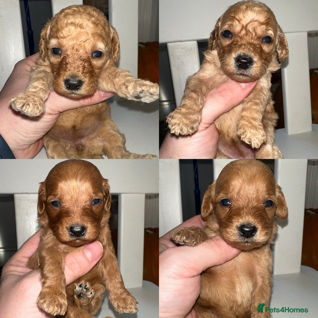 Goldendoodle dogs for sale: Miniature Goldendoodles - Ready Mid December  - Advert 19
