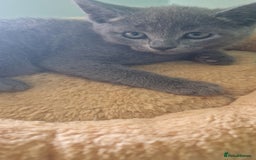 Russian Blue cats for sale: Beautiful full Russian blue kittens  - Image 15