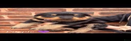 Rottweiler dogs for sale: Rottweiler puppies! - Advert 4