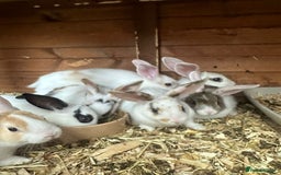 New Zealand rabbits for sale: New Zealand rabbit - Image 8