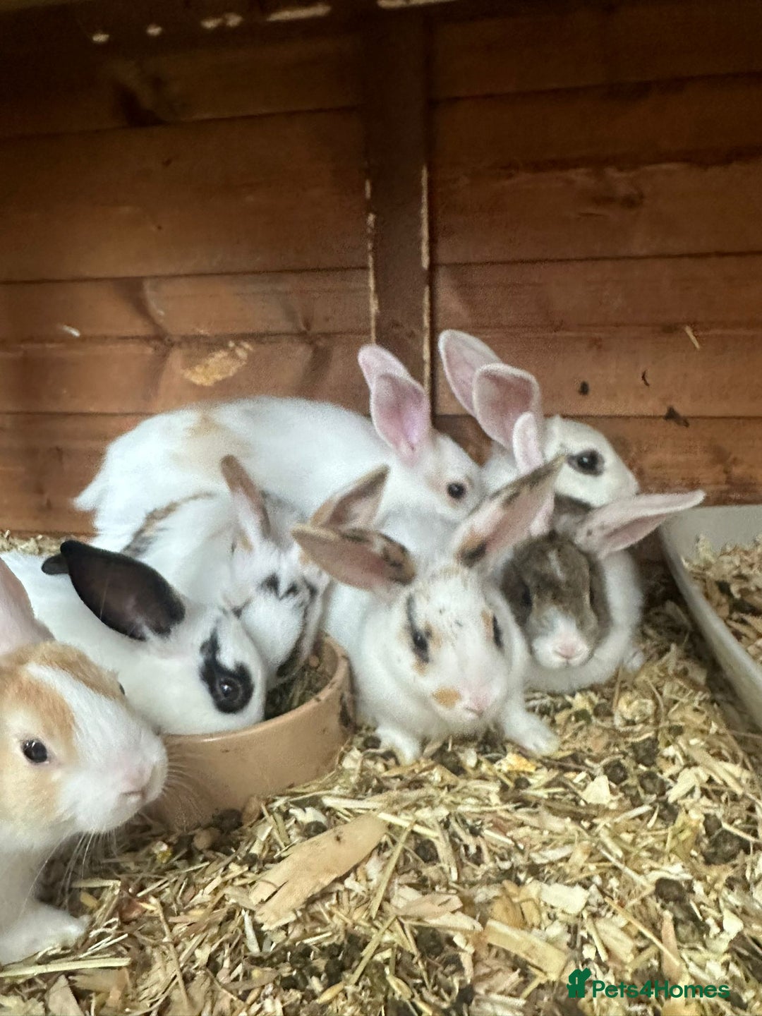 New Zealand rabbits for sale: New Zealand rabbit - Image 8