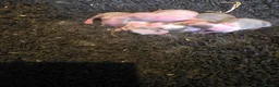 Mixed Breed rabbits for sale: Our little biscuit had babies ( 7 still available  - Advert 3