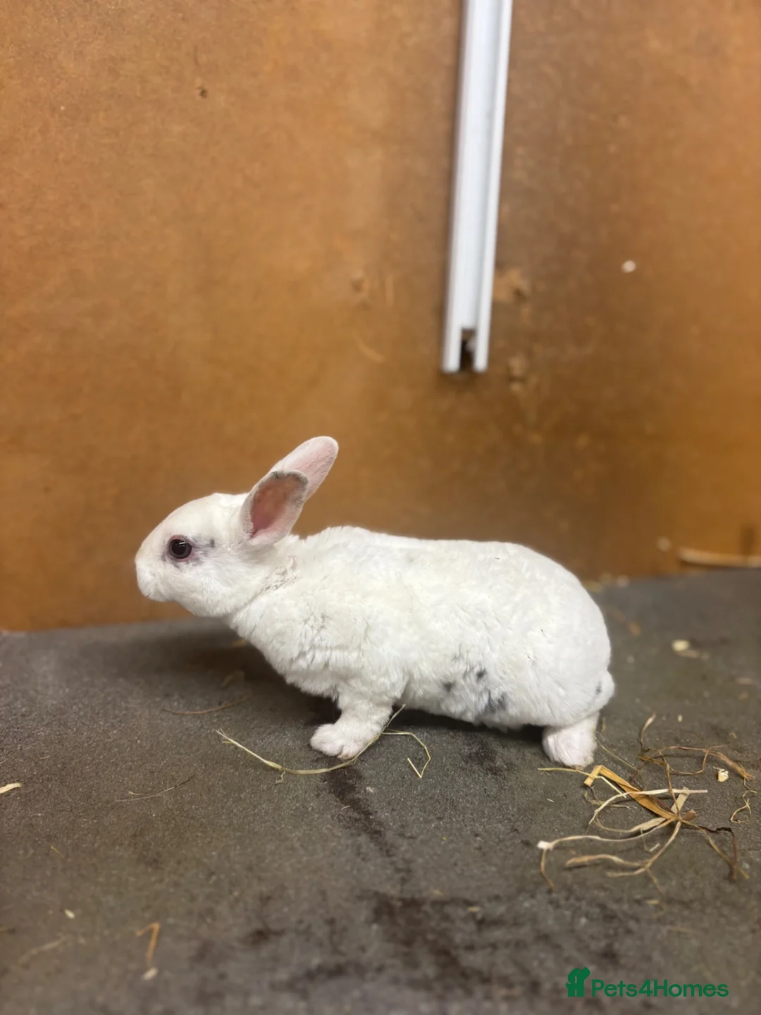 Rex rabbits for sale: 7 rex baby rabbits (kits) - Advert 8