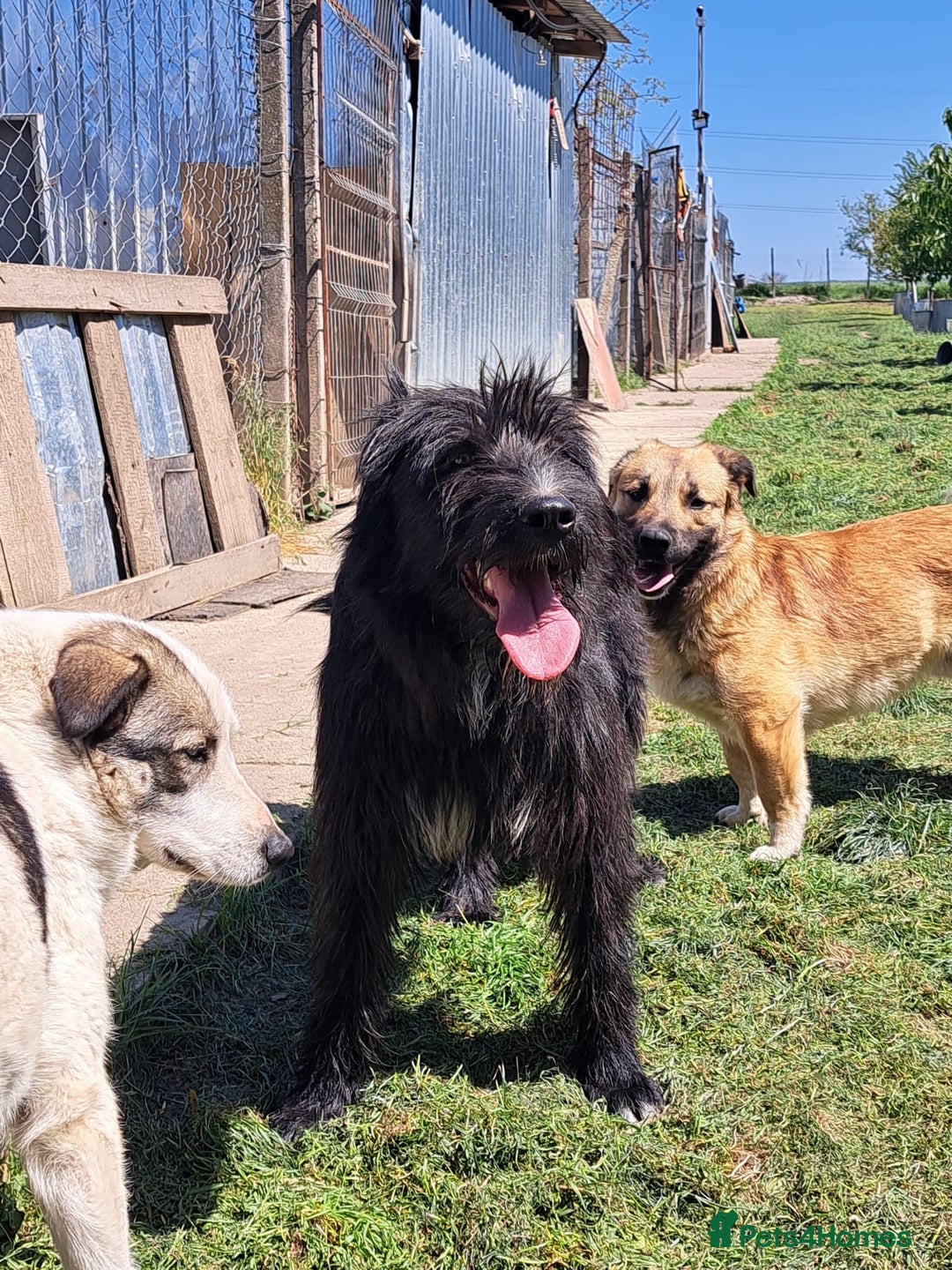 Mixed Breed dogs for adoption: SANDRA, a superb young girl - for a Loving Home - Image 2
