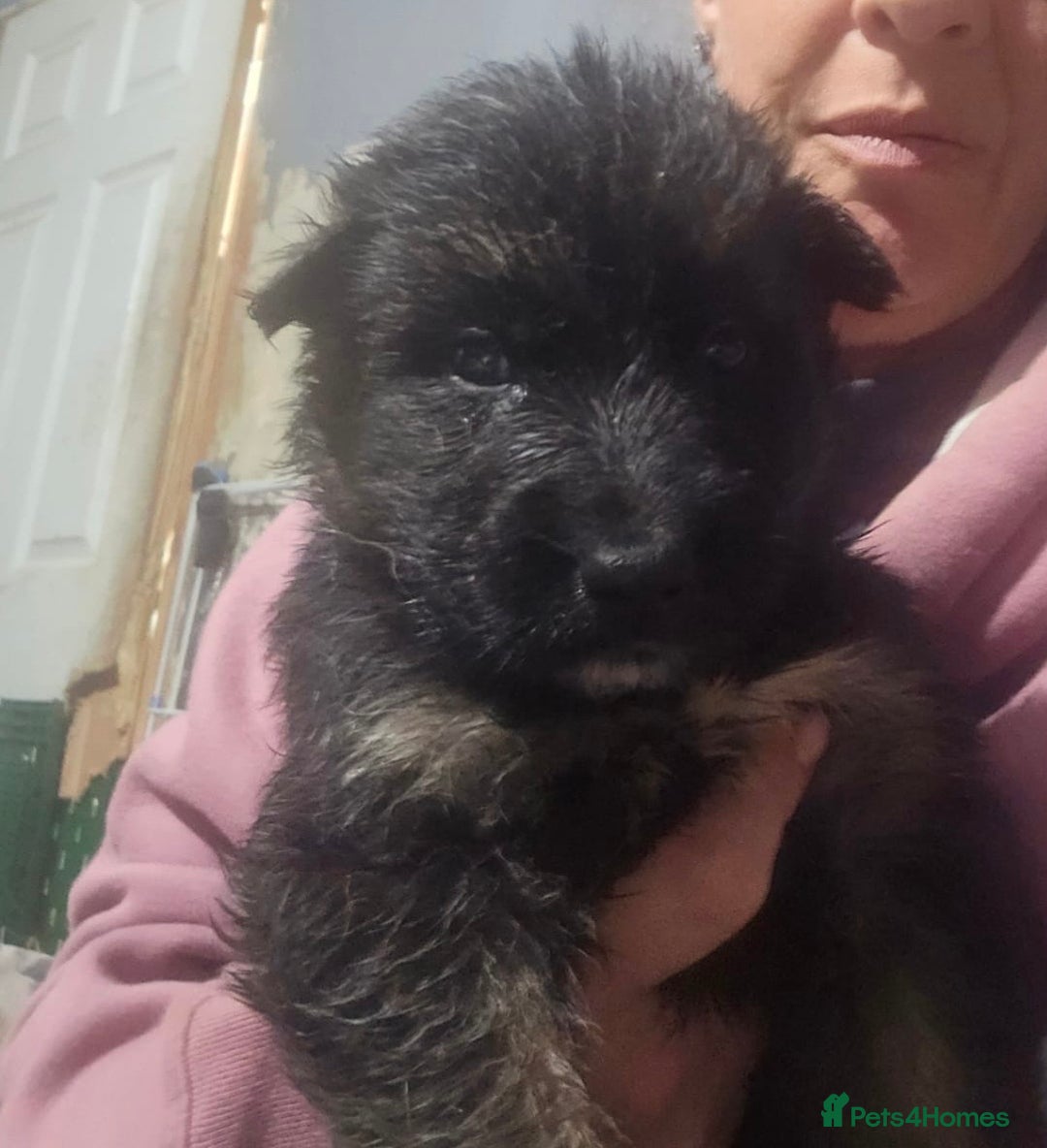 Shepsky dogs for sale: Shepsky puppies looking for forever home - Advert 8