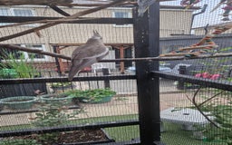 Cockatiels birds for sale: 2x baby cockatiels for sale £100 each - Image 10