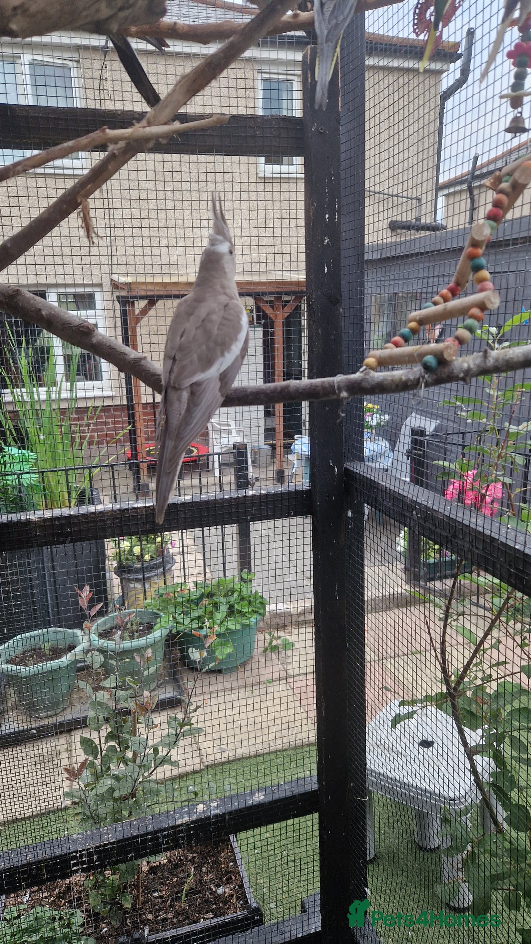 Cockatiels birds for sale: 2x baby cockatiels for sale £100 each - Image 10